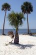 Palm Tree