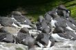 Common Murre, flock resting