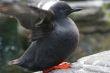 Pigeon Guillemot flapping wings
