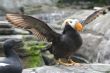 Tufted puffin,  flapping wings