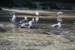 Western gulls bathing
