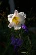 White lily,	, backlit in garden