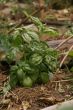 Basil plant