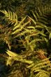 Fern with spores