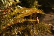 Fern with spores