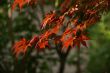 Japanese maple leaves