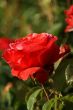 Red roses, backlit in garden