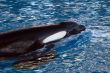 Orca