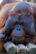 Male Orangutan