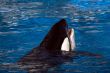 Orca