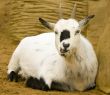 Pygmy Goat