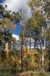 Small grove