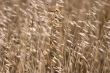 The dried up grass