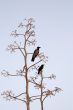 Two birds on light-blue background