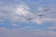Flying flamingos
