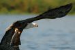 African Fish Eagle.