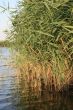 rushy river