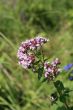 field flower