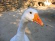 Goose