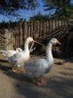 Geese family
