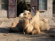 Camels in the zoo