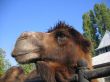 Camel close-up