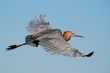 Goliath Heron, Ardea goliath