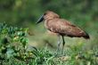 Hamerkop.