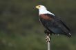 African fish eagle