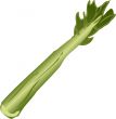 Celery