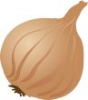 Onion sketch