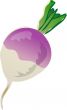 Turnip