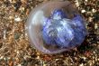 blue medusa on the sea-sand