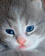 kitten with blue eyes and pink nose