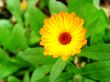 small bright flower
