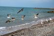 sea coast and seagulls