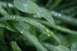 Summer dew