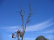 Blue sky and dry tree