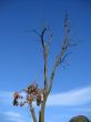 Blue sky and dry tree