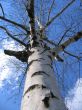 Birch tree
