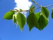 Birch leaves and blue sky