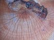 Wood texture