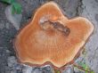 Wood texture