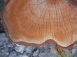 Wood texture