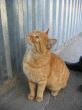 Red cat