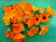 Orange flowers