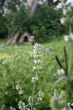 Village flowers