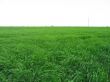 Green meadow