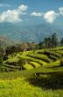 Green terraced field