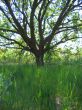 Green grass and tree